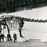 Dippy On Tour Norwich