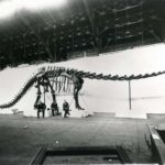 Dippy-awaiting-London-arrival
