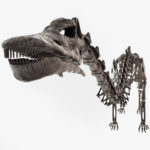 diplodocus-skeleton-3D_0