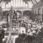 dippy on tour dinosaur comes to norwich